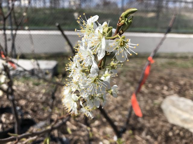 Open flowers on Sam Van Aken’s grafted trees draw pollinators in the nursery on Governors Island, April 8, 2022.